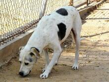 ROKI, Hund, Mischlingshund in Spanien - Bild 24