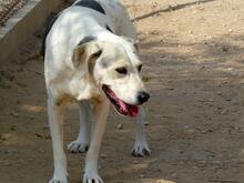 ROKI, Hund, Mischlingshund in Spanien - Bild 25