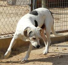 ROKI, Hund, Mischlingshund in Spanien - Bild 26