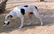 ROKI, Hund, Mischlingshund in Spanien - Bild 27