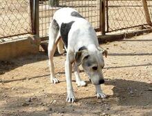 ROKI, Hund, Mischlingshund in Spanien - Bild 28