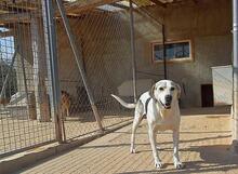 ROKI, Hund, Mischlingshund in Spanien - Bild 3