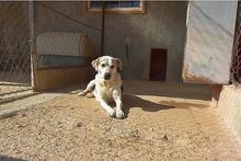 ROKI, Hund, Mischlingshund in Spanien - Bild 4
