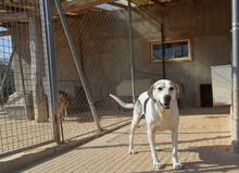 ROKI, Hund, Mischlingshund in Spanien - Bild 5