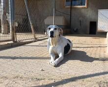 ROKI, Hund, Mischlingshund in Spanien - Bild 6
