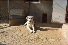 ROKI, Hund, Mischlingshund in Spanien - Bild 7