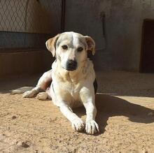 ROKI, Hund, Mischlingshund in Spanien - Bild 9