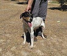 TRONCO, Hund, Mischlingshund in Spanien - Bild 1
