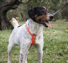 TRONCO, Hund, Mischlingshund in Spanien - Bild 10