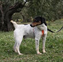 TRONCO, Hund, Mischlingshund in Spanien - Bild 12