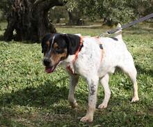 TRONCO, Hund, Mischlingshund in Spanien - Bild 13