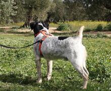 TRONCO, Hund, Mischlingshund in Spanien - Bild 14