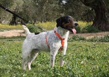 TRONCO, Hund, Mischlingshund in Spanien - Bild 15