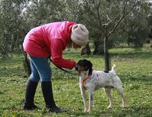 TRONCO, Hund, Mischlingshund in Spanien - Bild 18