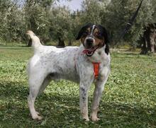 TRONCO, Hund, Mischlingshund in Spanien - Bild 19