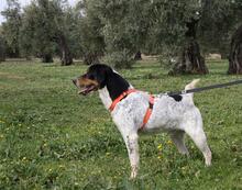 TRONCO, Hund, Mischlingshund in Spanien - Bild 2