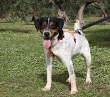 TRONCO, Hund, Mischlingshund in Spanien - Bild 20
