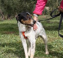 TRONCO, Hund, Mischlingshund in Spanien - Bild 21