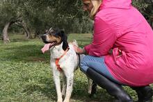 TRONCO, Hund, Mischlingshund in Spanien - Bild 22