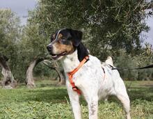 TRONCO, Hund, Mischlingshund in Spanien - Bild 23