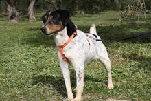 TRONCO, Hund, Mischlingshund in Spanien - Bild 24