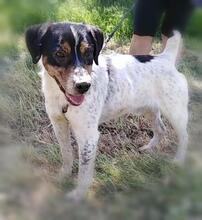 TRONCO, Hund, Mischlingshund in Spanien - Bild 3