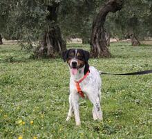 TRONCO, Hund, Mischlingshund in Spanien - Bild 4