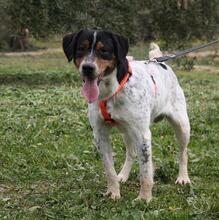 TRONCO, Hund, Mischlingshund in Spanien - Bild 5