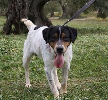 TRONCO, Hund, Mischlingshund in Spanien - Bild 6