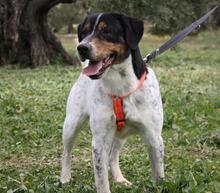 TRONCO, Hund, Mischlingshund in Spanien - Bild 8