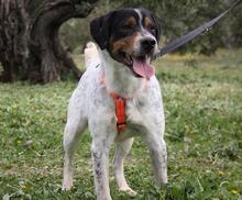 TRONCO, Hund, Mischlingshund in Spanien - Bild 9