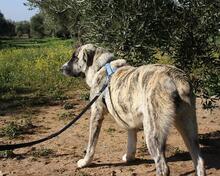 SHIRA, Hund, Herdenschutzhund-Mix in Spanien - Bild 1