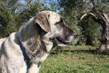 SHIRA, Hund, Herdenschutzhund-Mix in Spanien - Bild 10