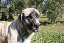 SHIRA, Hund, Herdenschutzhund-Mix in Spanien - Bild 11
