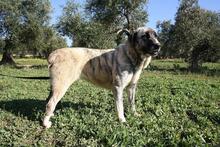 SHIRA, Hund, Herdenschutzhund-Mix in Spanien - Bild 13