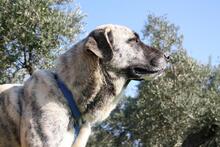 SHIRA, Hund, Herdenschutzhund-Mix in Spanien - Bild 14