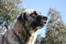 SHIRA, Hund, Herdenschutzhund-Mix in Spanien - Bild 15