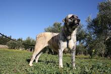 SHIRA, Hund, Herdenschutzhund-Mix in Spanien - Bild 17