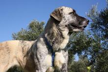 SHIRA, Hund, Herdenschutzhund-Mix in Spanien - Bild 18