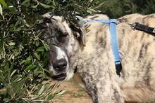 SHIRA, Hund, Herdenschutzhund-Mix in Spanien - Bild 2