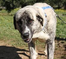 SHIRA, Hund, Herdenschutzhund-Mix in Spanien - Bild 3