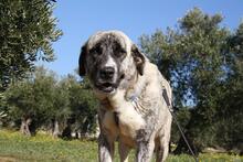 SHIRA, Hund, Herdenschutzhund-Mix in Spanien - Bild 5