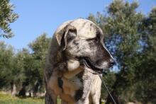 SHIRA, Hund, Herdenschutzhund-Mix in Spanien - Bild 6