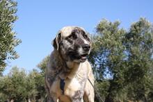 SHIRA, Hund, Herdenschutzhund-Mix in Spanien - Bild 7