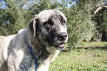 SHIRA, Hund, Herdenschutzhund-Mix in Spanien - Bild 8