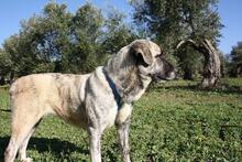 SHIRA, Hund, Herdenschutzhund-Mix in Spanien - Bild 9