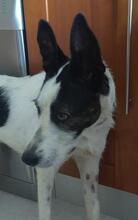 SARA, Hund, Mischlingshund in Spanien - Bild 1