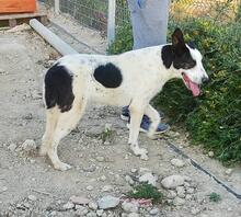 SARA, Hund, Mischlingshund in Spanien - Bild 11