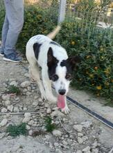SARA, Hund, Mischlingshund in Spanien - Bild 12