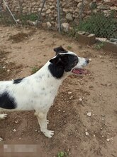 SARA, Hund, Mischlingshund in Spanien - Bild 13